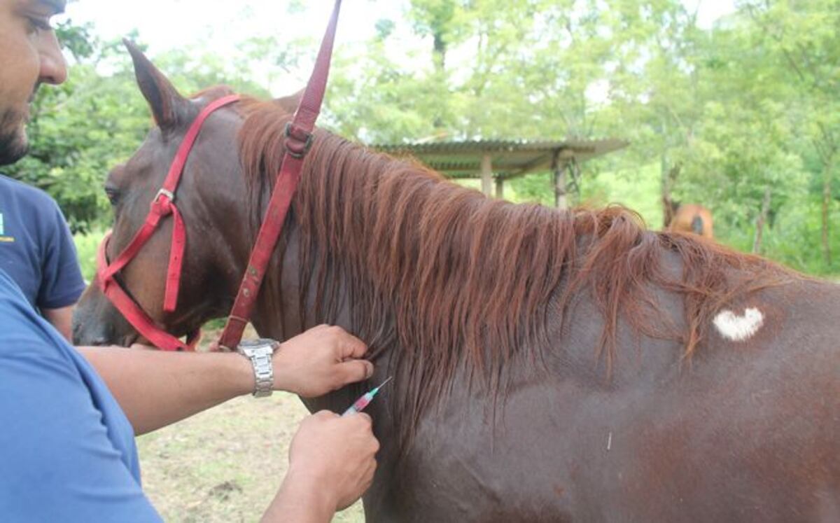 Refuerzan los controles sanitarios por la amenaza de la Encefalitis Equina.