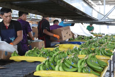 Bocas del Toro reactiva 6,030 empleos en la industria bananera: empacadoras amplían turnos y se preparan para exportar