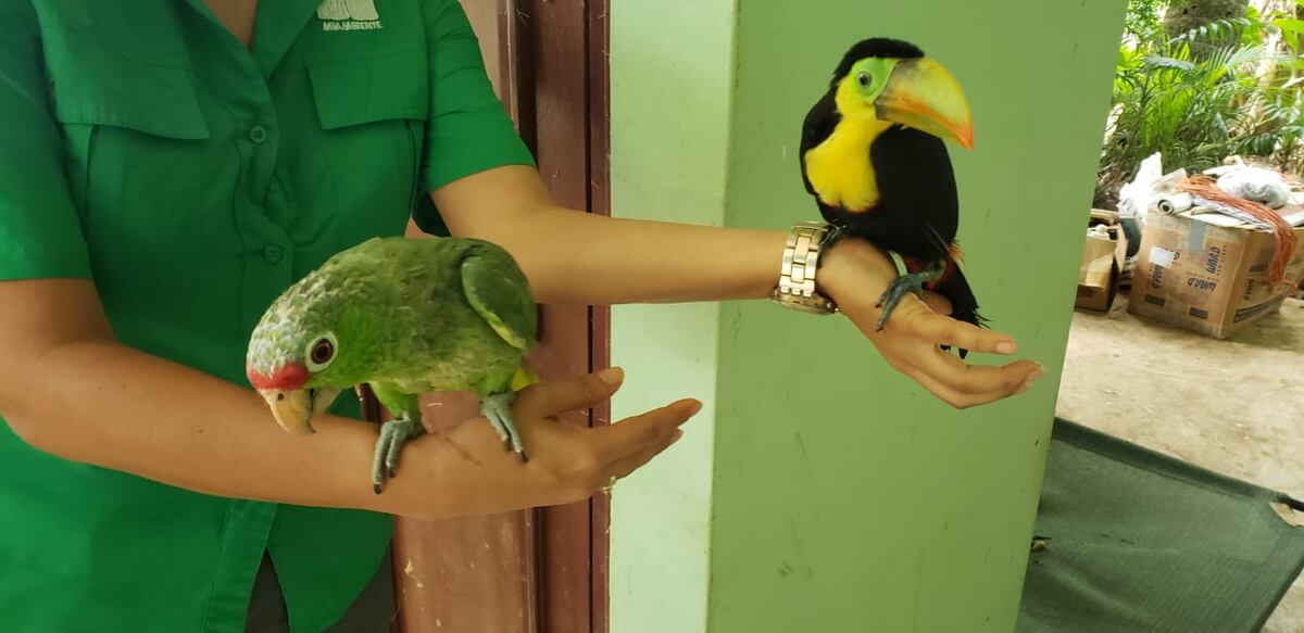 Tras denuncia ciudadana rescatan a un loro moña roja y un tucán pico iris