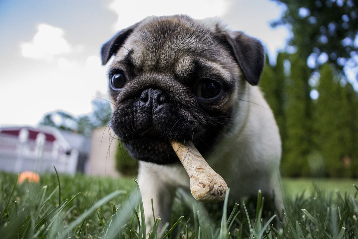 Hidratación y alimentación balanceada durante la cuarentena y desconfinamiento de mascotas