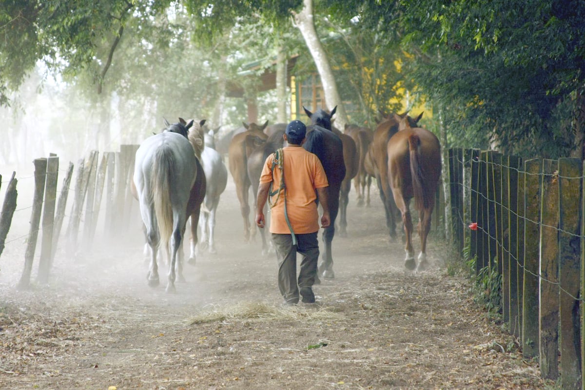 El Haras San Miguel: La cuna de campeones que sigue brillando en la hípica panameña 