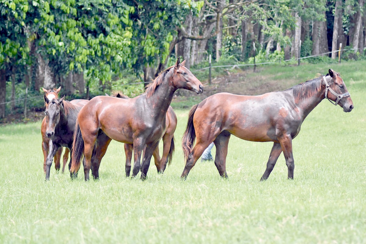 Haras San Miguel lista su Gran Subasta Anual 2024 con ejemplares de alto calibre