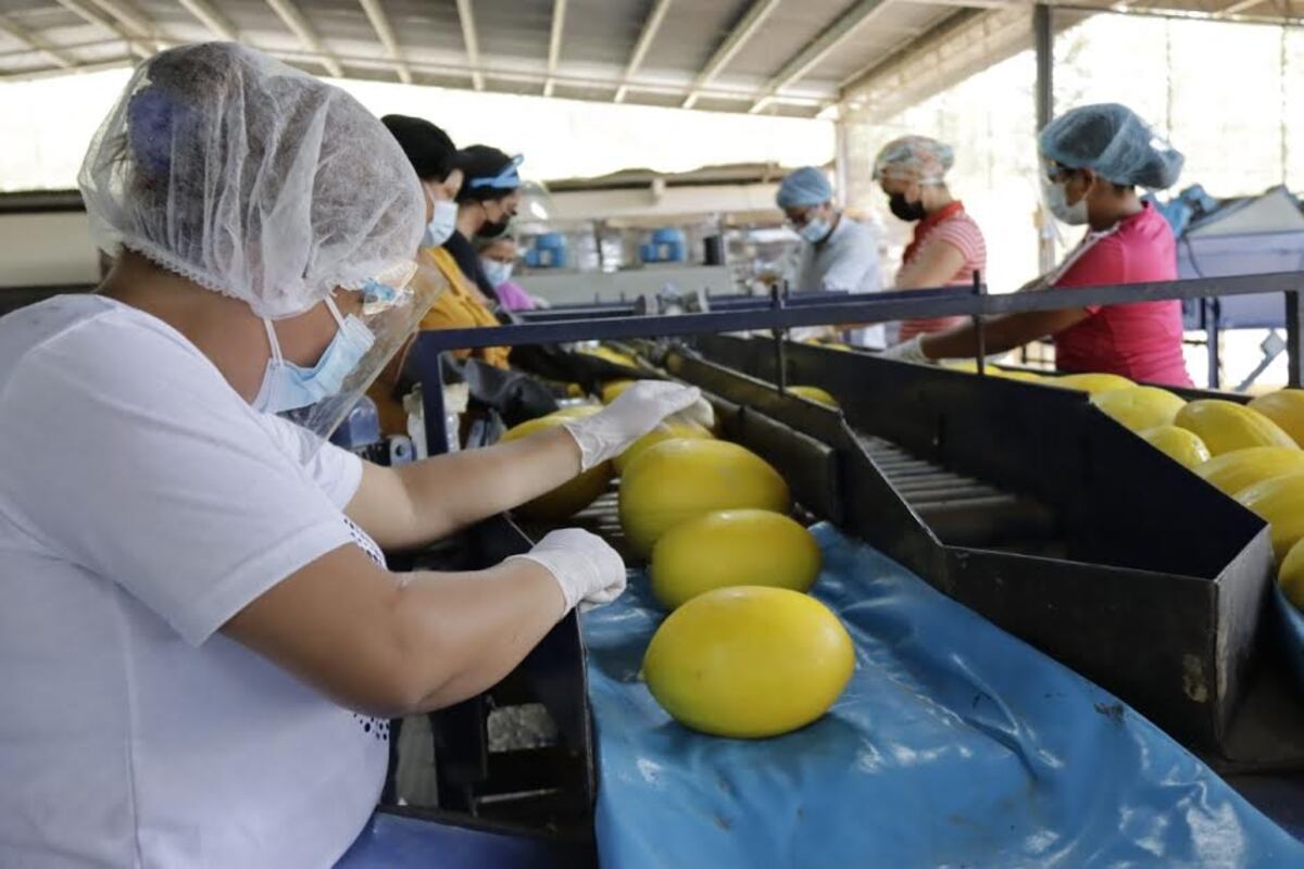 El melón santeño ya puede ser adquirido en comercios de Inglaterra