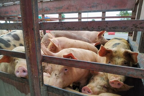 La Asociación de Porcicultores Unidos de Panamá defiende su actividad ante acusaciones de contaminación en el Río La Villa