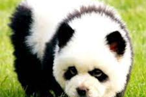 ¡Insólito! En China hacen pasar a perros ‘chow chow’ por pandas en un zoológico