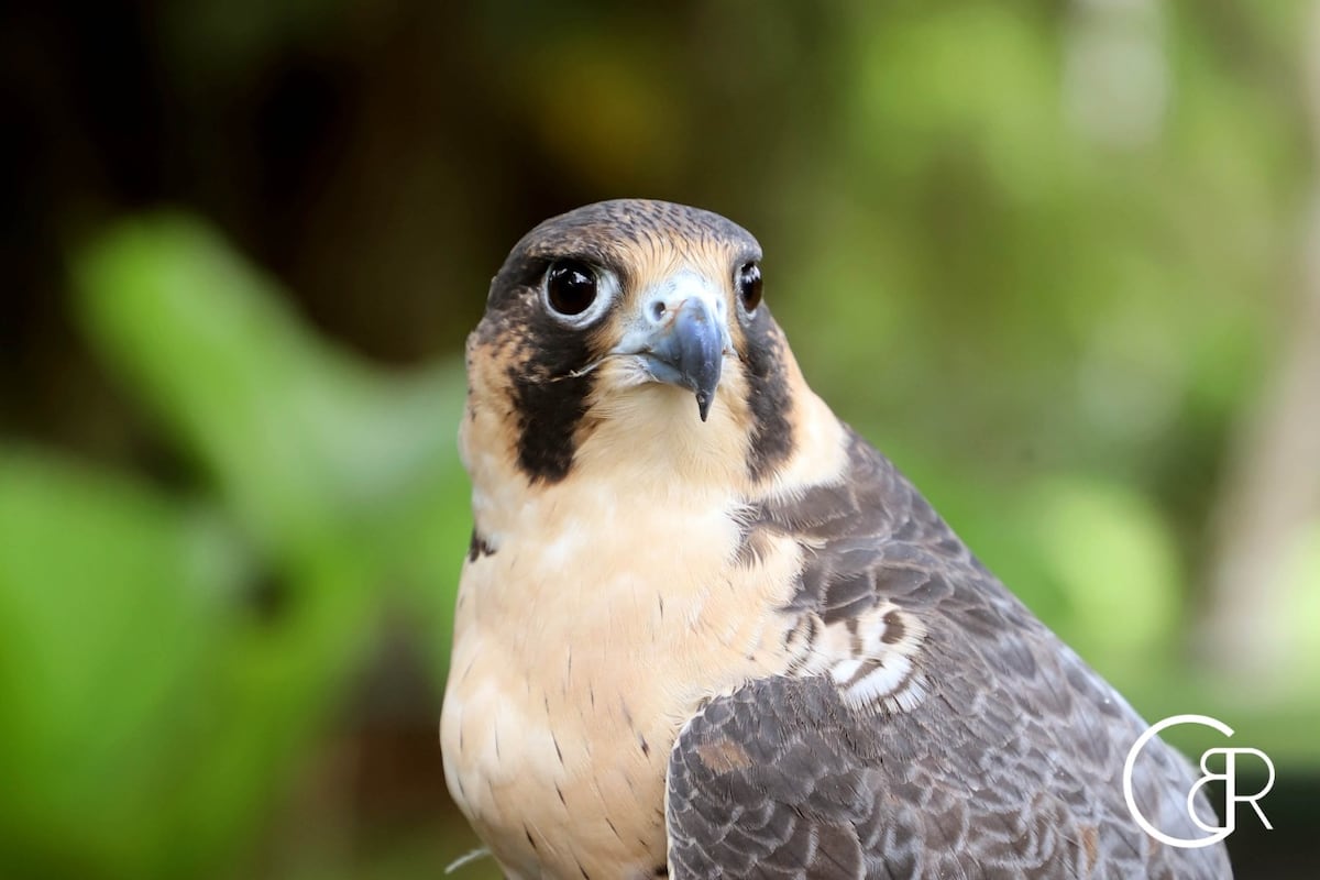 Plataformas que te ayudan a contar e identificar los pájaros que hay en Panamá 