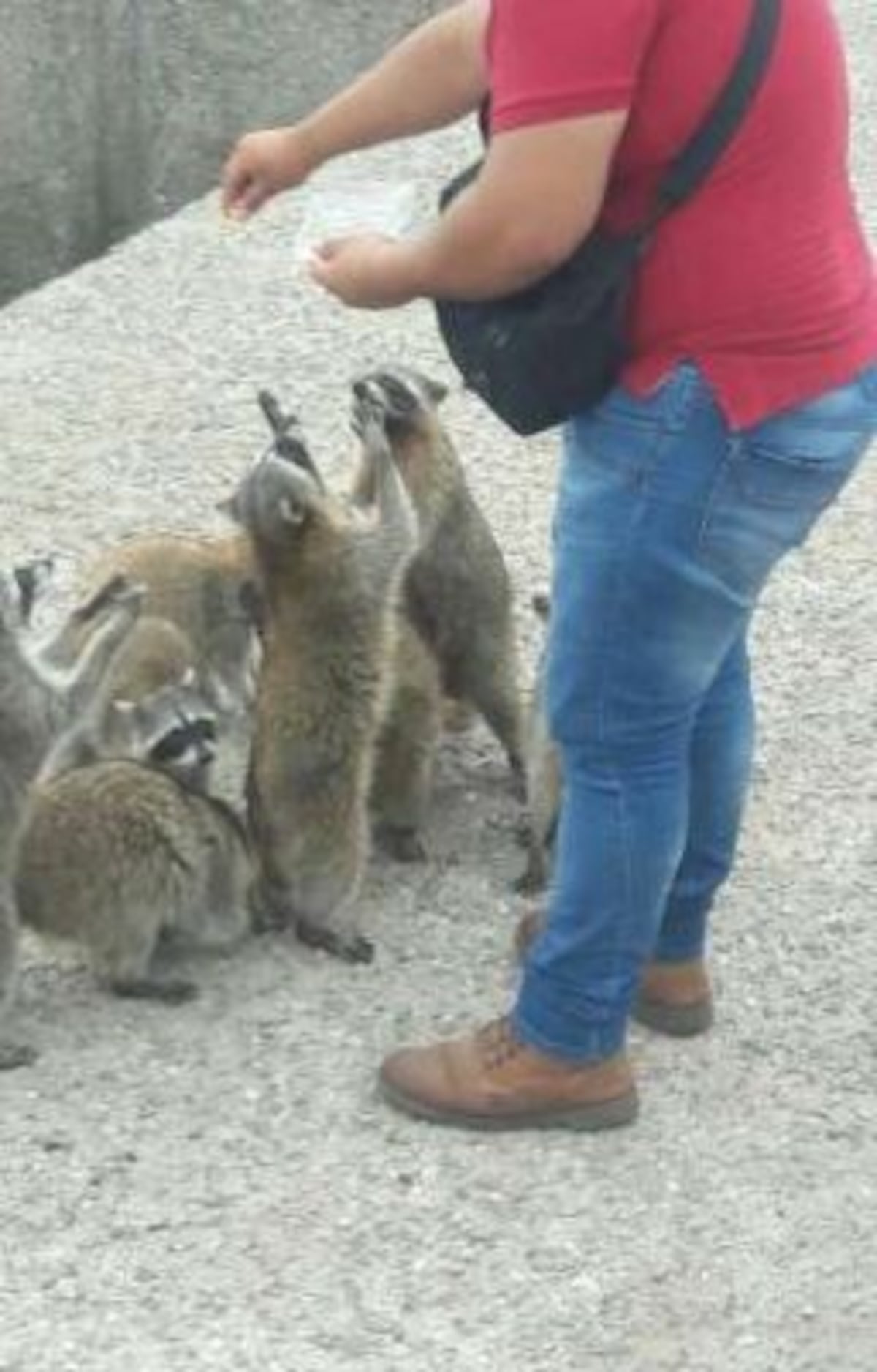 MiAmbiente pide a la población no alimentar a los animales silvestres