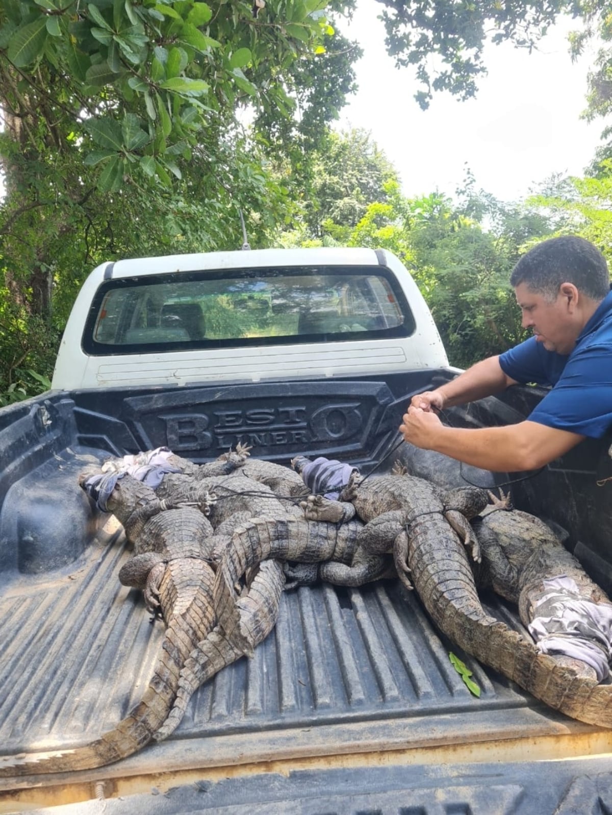 Reubican caimanes de anteojos en Coclé para su bienestar