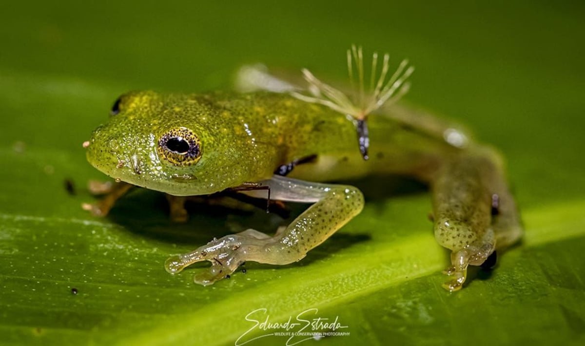 Todas las ranas ‘cristal’ ahora están protegidas