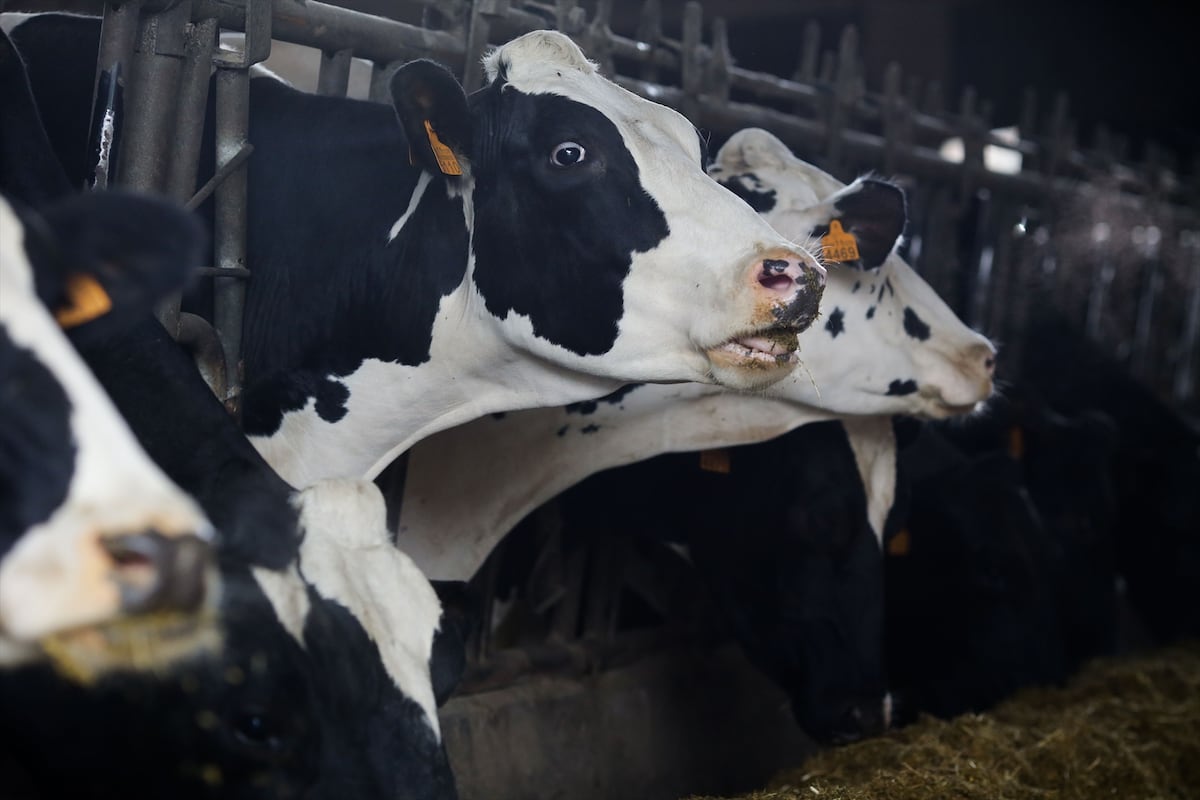 Ganaderos panameños anuncian buenas noticias para el precio de la leche en 2025