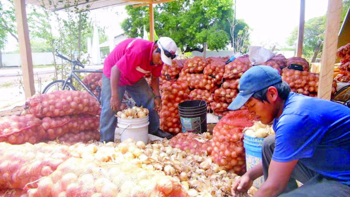 IMA aclara polémica viral y revela qué pasa con la cebolla en Azuero