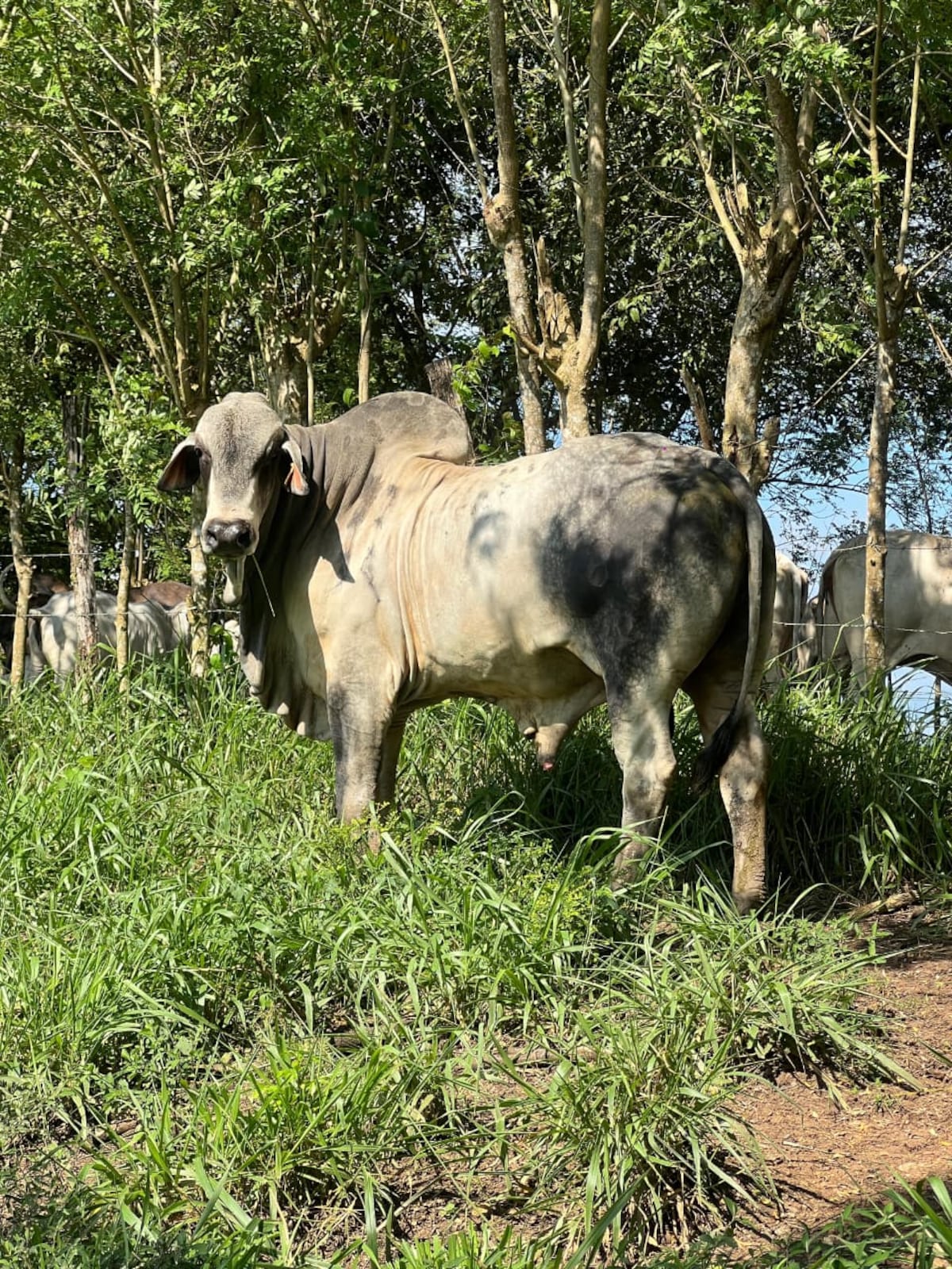Un solo semental logra 25 crías y llama la atención en Darién
