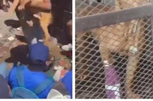 ¡Conmovedor acto de lealtad! Perrito intenta defender a presunta feminicida de la niña Camila durante golpiza en México