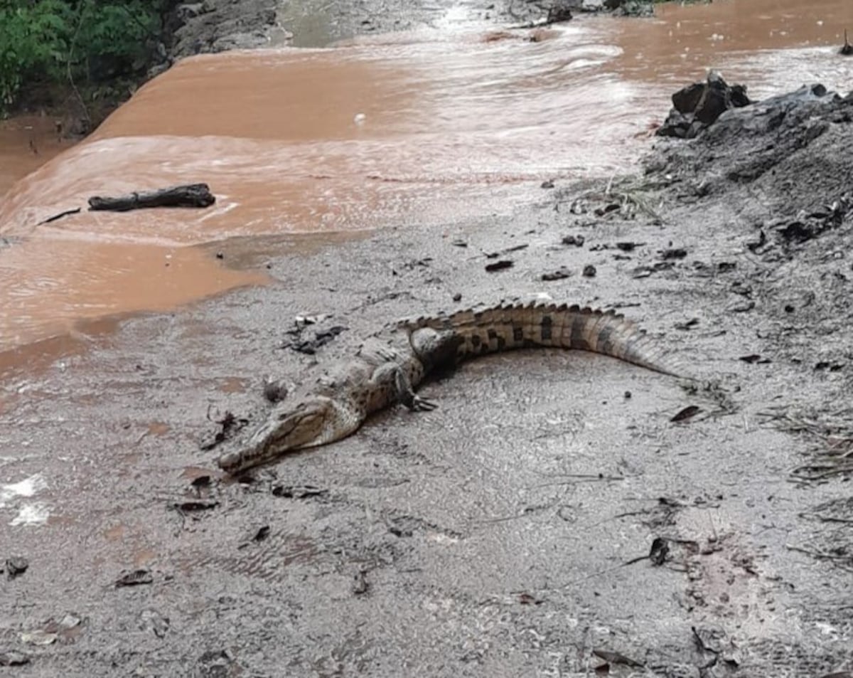 Cocodrilos en Panamá tendrán nuevo protocolo