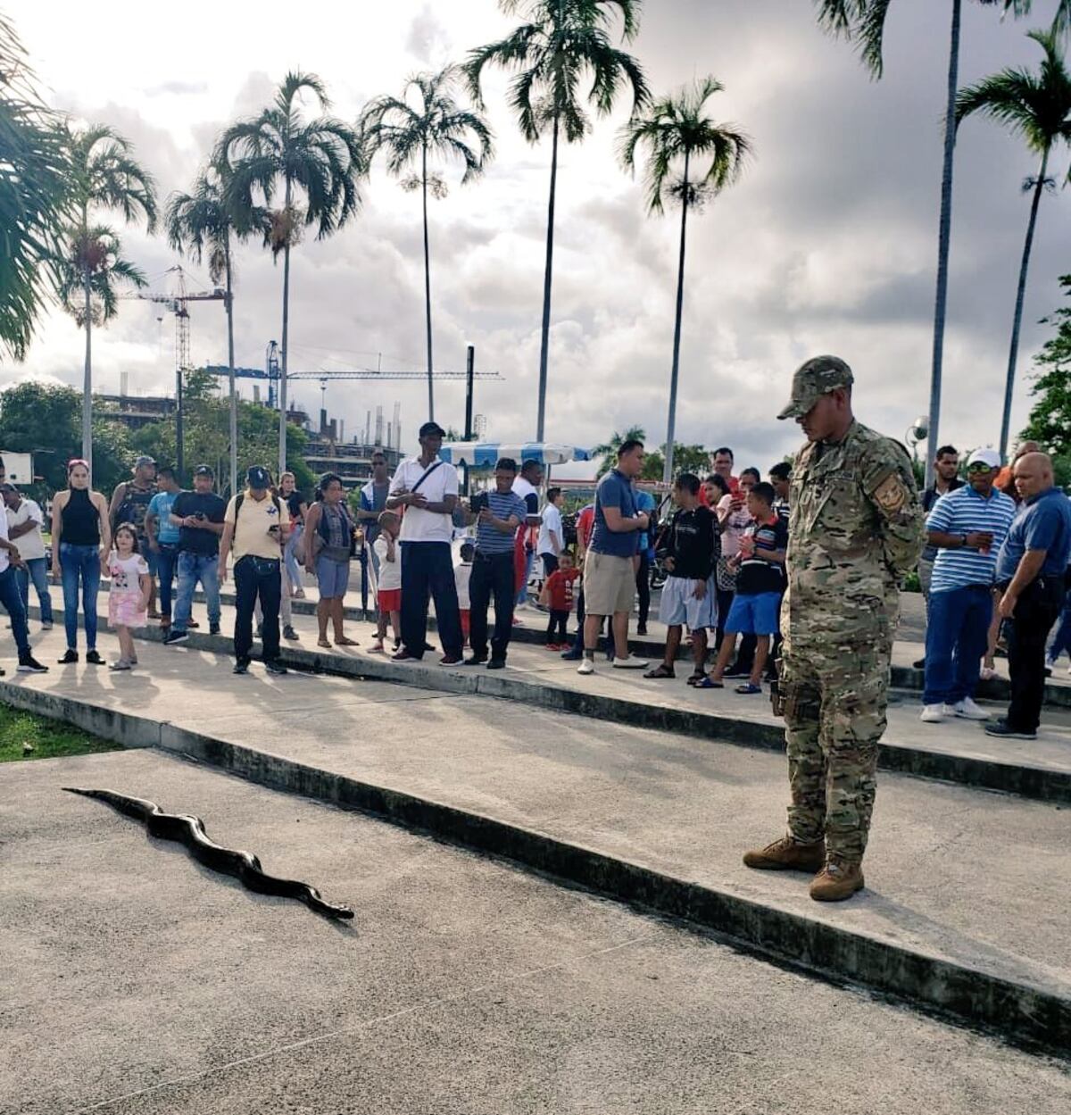 Revuelo. Una enorme serpiente se paseaba en la Cinta Costera. La capturan. Video