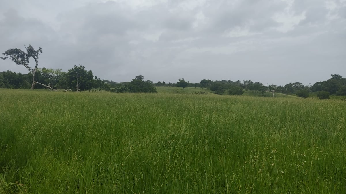 Increíble. Se meten a robar a finca de ‘Nito’ Cortizo