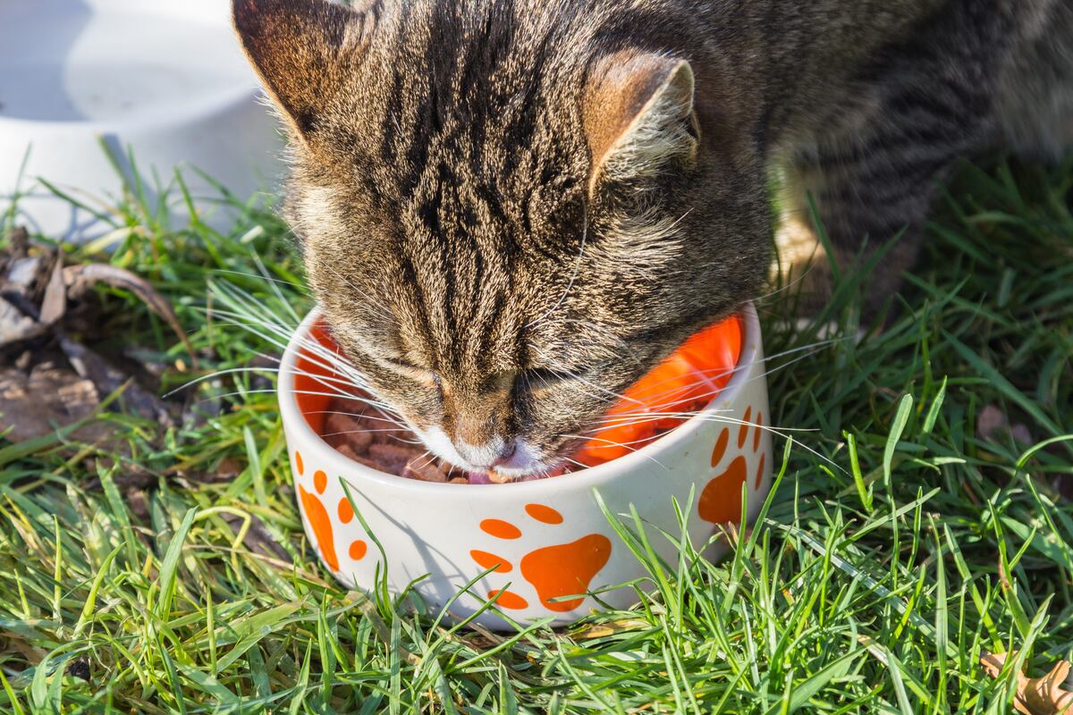 Hidratación y alimentación balanceada durante la cuarentena y desconfinamiento de mascotas