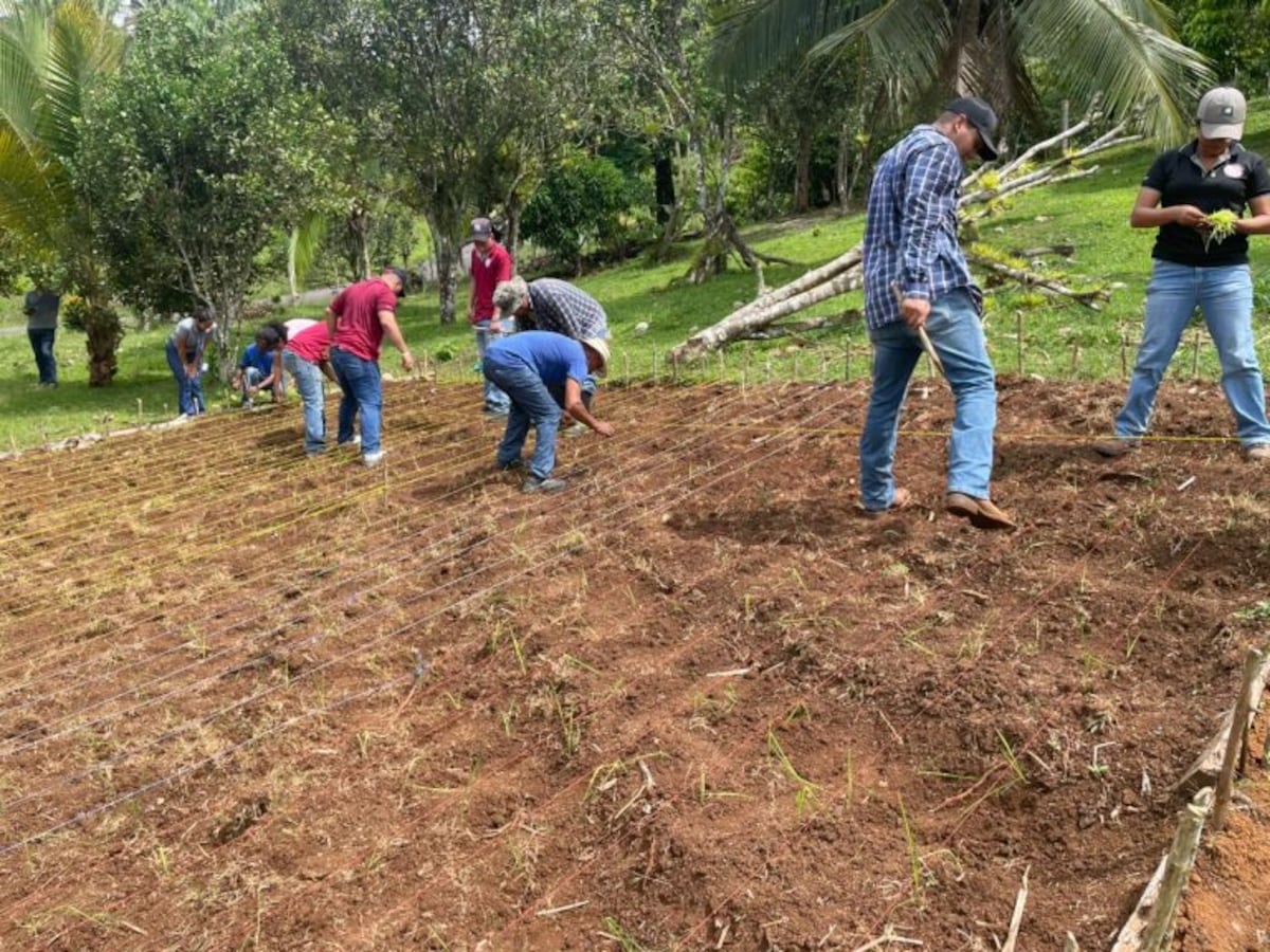 Productores y estudiantes practican cultivo sostenible de arroz en Las Varitas de Tambo