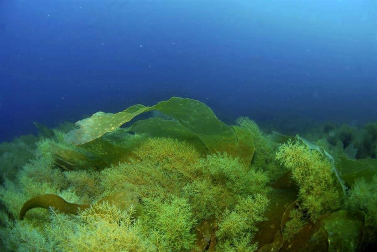 El mar es vida. En el Día Mundial de los Océanos, Mi Ambiente resalta su vital importancia 