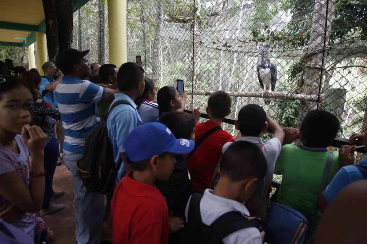 En Panamá se conmemora el Día del Águila Harpía, nuestra Ave Nacional