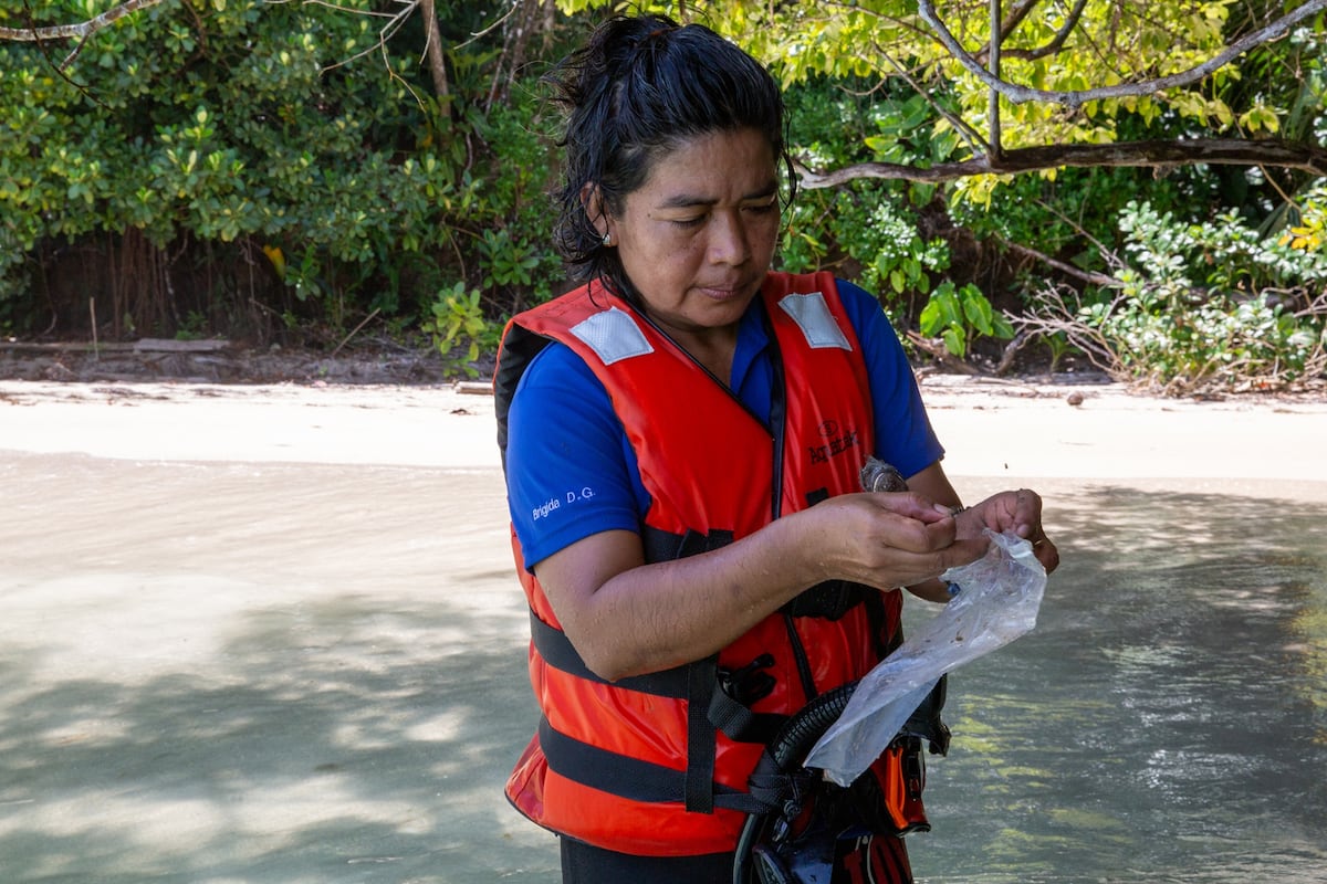 Pez fósil panameño lleva el nombre de destacada científica Ngäbe