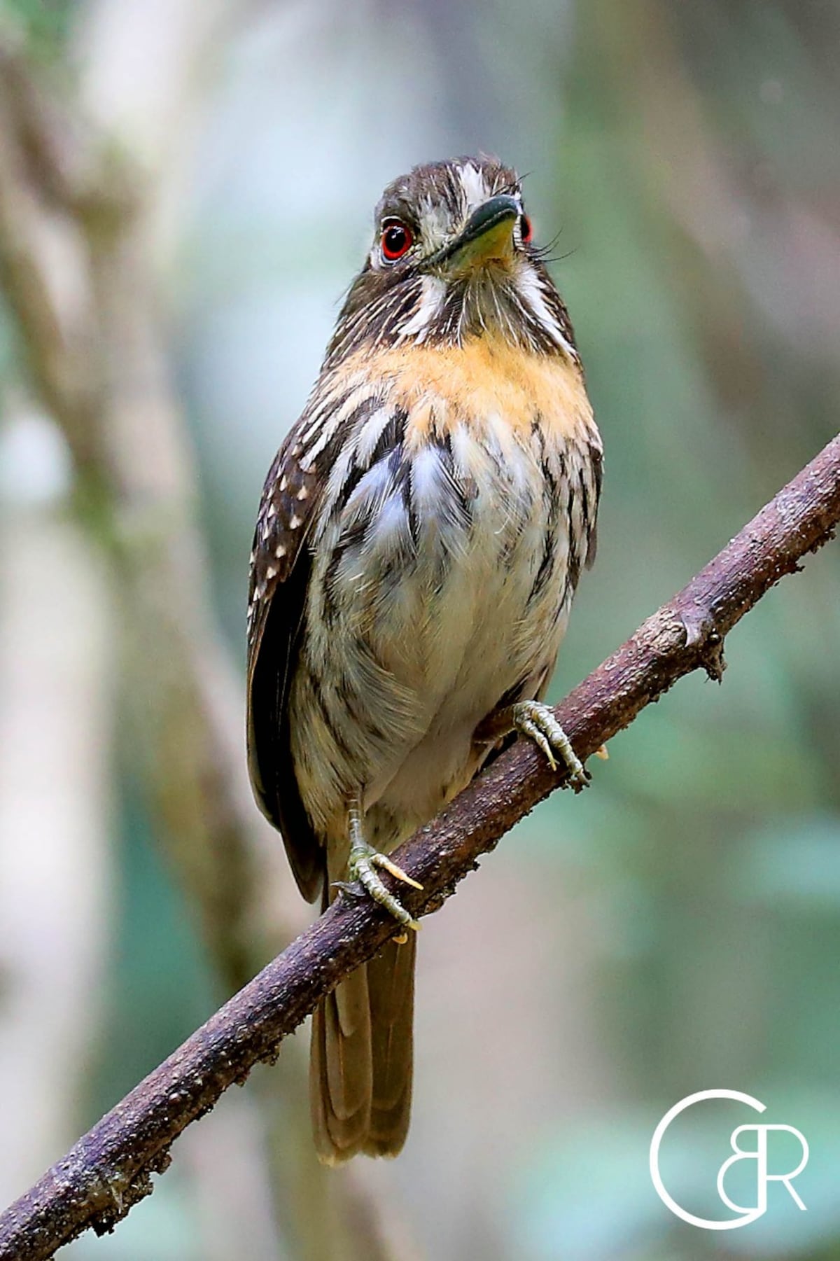 Plataformas que te ayudan a contar e identificar los pájaros que hay en Panamá 