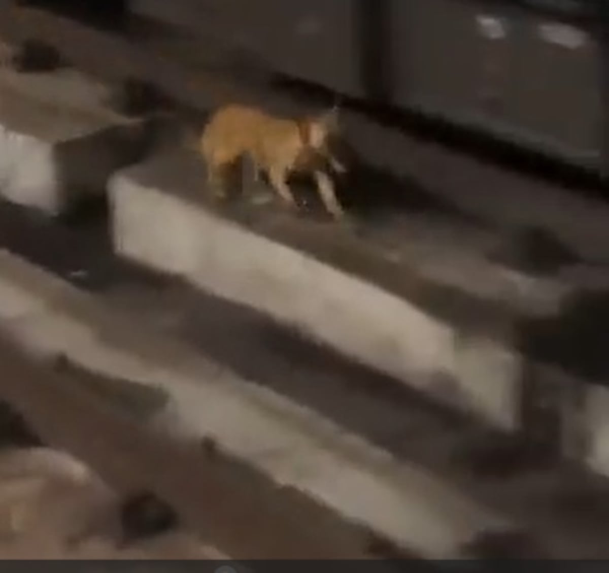 Revuelo. Un perrito paralizó a medio Panamá. Detuvo  la Línea 1 del Metro. Video