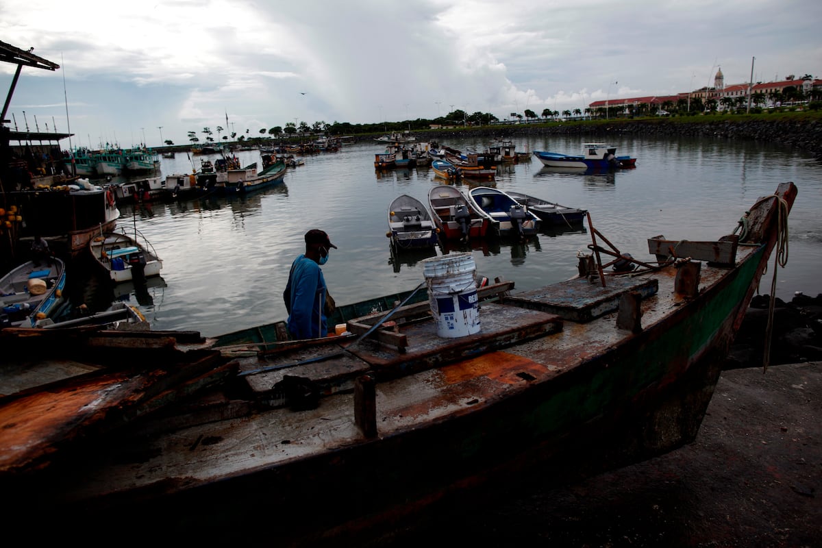 Proponen una década de veda para tiburón y raya en Panamá