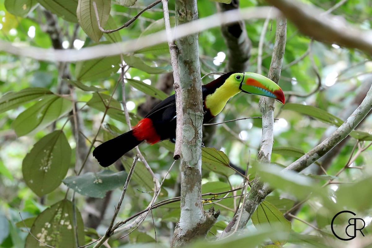 Plataformas que te ayudan a contar e identificar los pájaros que hay en Panamá 