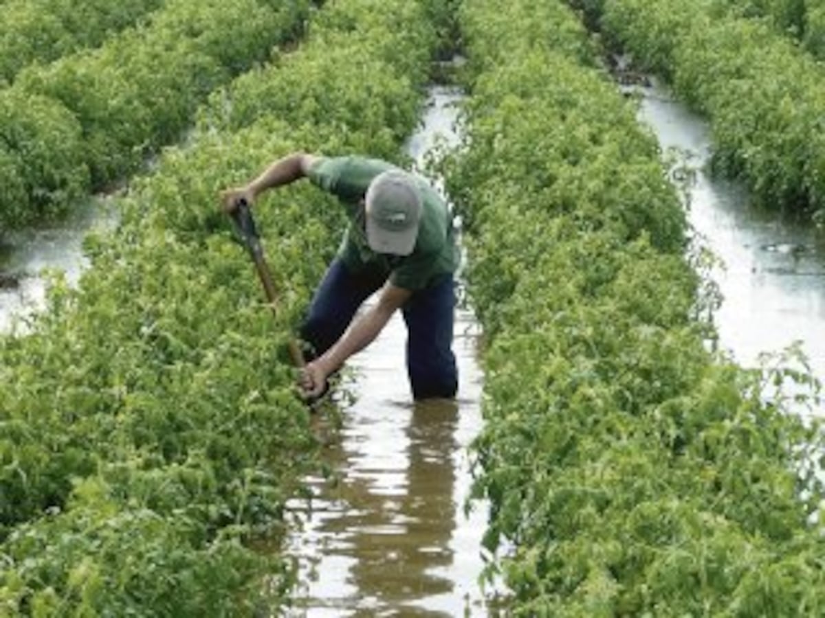 El MIDA despliega comisiones para enfrentar el impacto de las lluvias en el agro