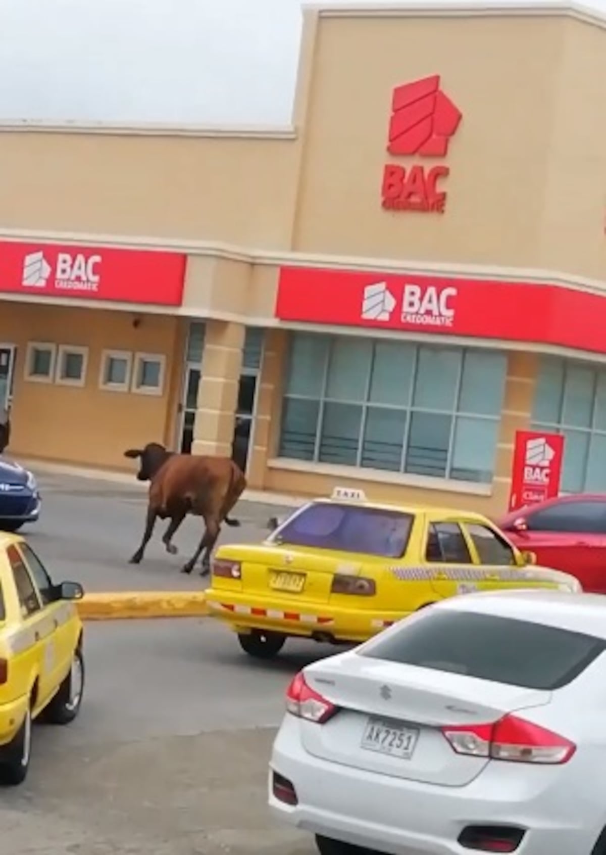 A correr se ha dicho. Vaca en soltura en pleno centro comercial. Video viral