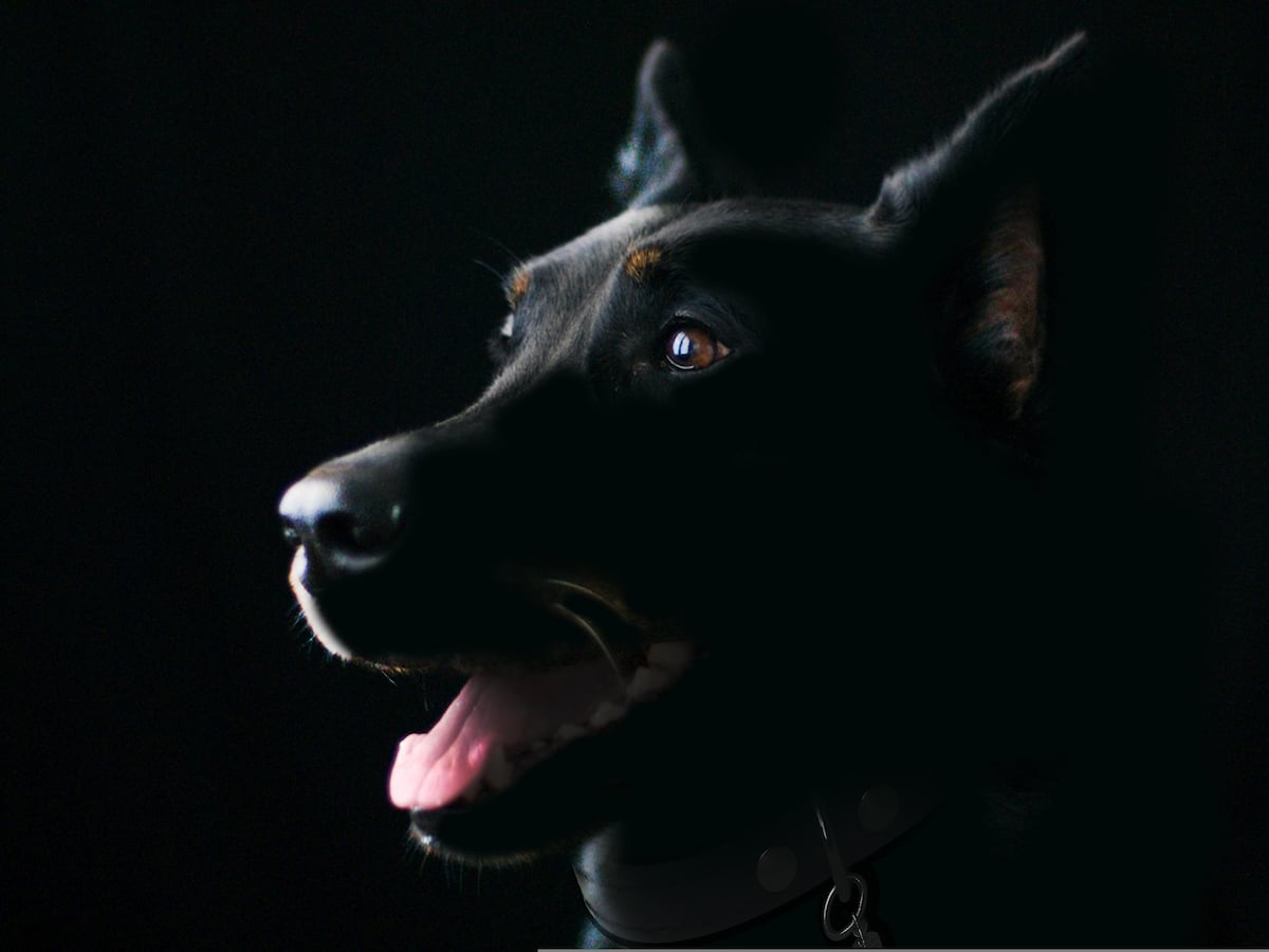 Distemper canino: la amenaza que se evita cumpliendo el esquema de vacunación