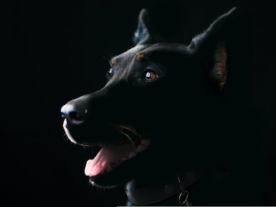 Distemper canino: la amenaza que se evita cumpliendo el esquema de vacunación