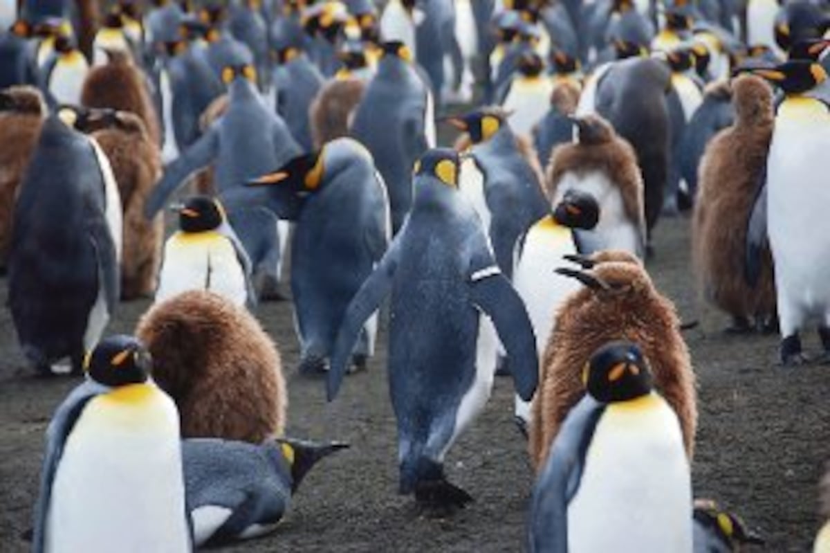 Condenan a ganadero argentino por matanza de pingüinos en la Patagonia