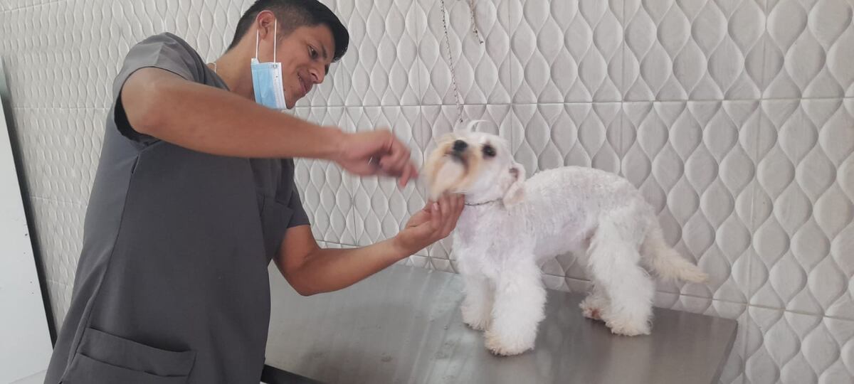 Cosas importantes que debes saber sobre el baño de tu amigo peludo